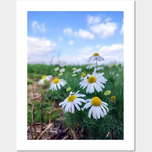 Camomile Field Posters and Art